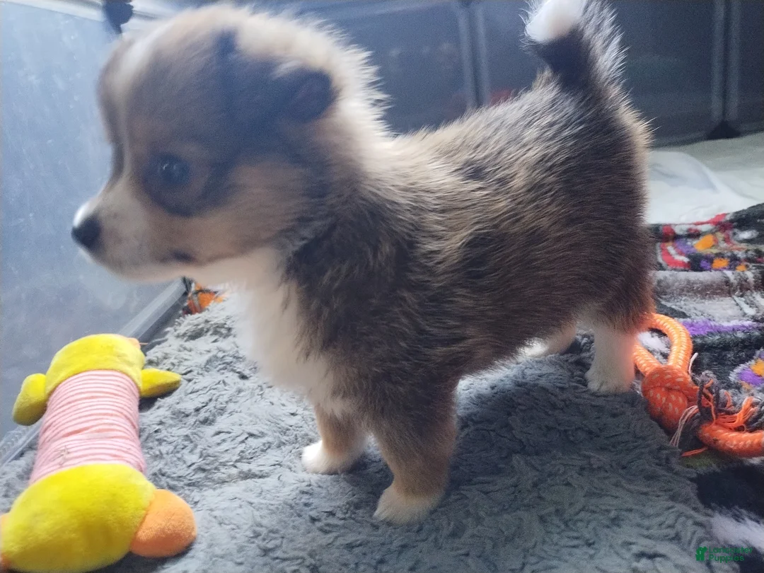 Mixed Breed dogs for sale: Chipmunk - Ad 2