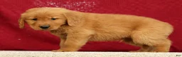 Golden Retriever dogs for sale: Connor - Ad 5