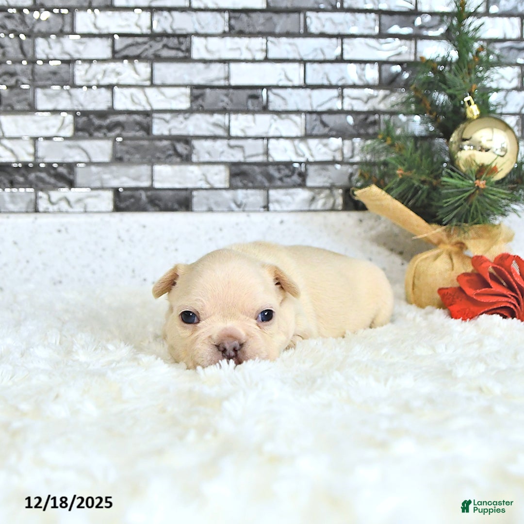 French Bulldog dogs for sale: Lulu - Ad 2