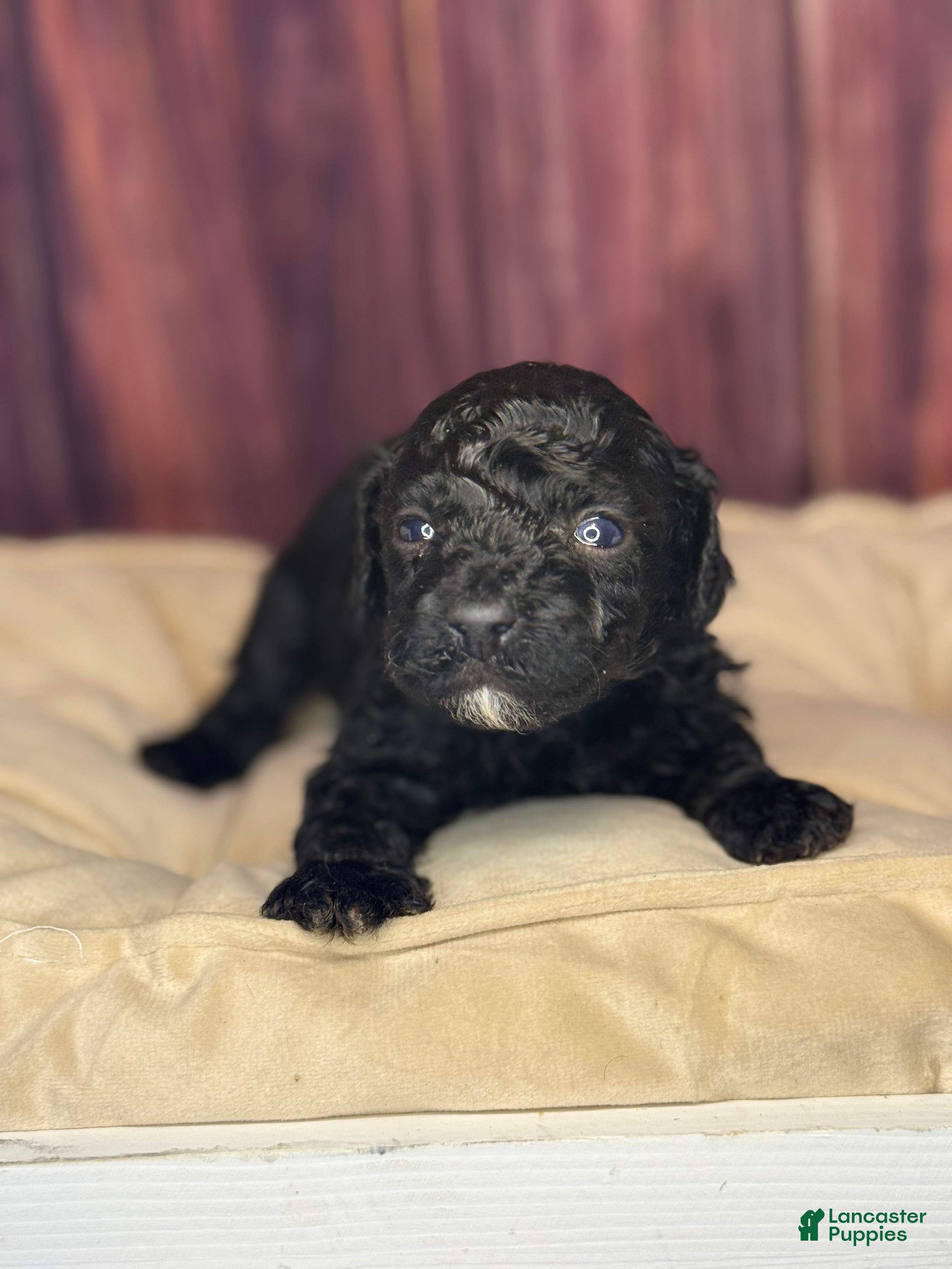 Miniature Poodle dogs Connie - Ad 2