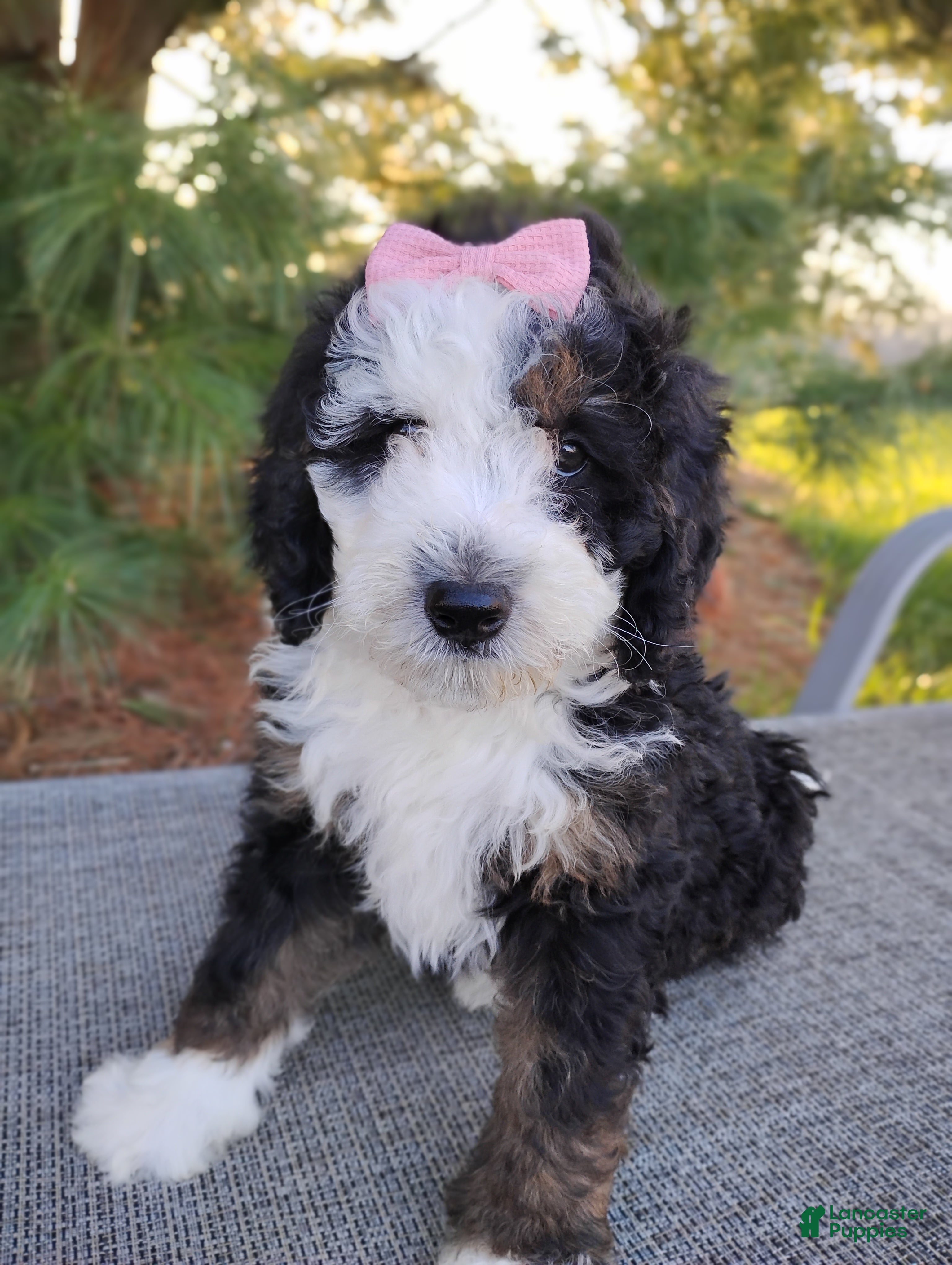 Mini Bernedoodle dogs Mini Bernedoodle Puppy 6 - Ad 1