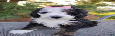 Mini Bernedoodle Puppy 6