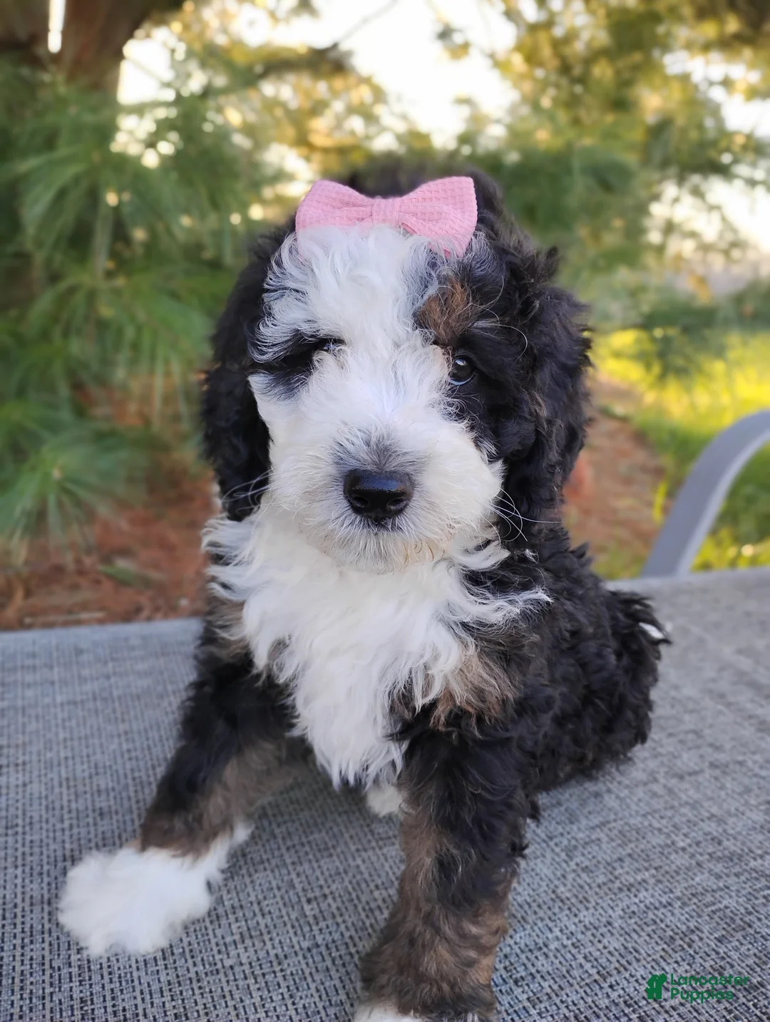 Mini Bernedoodle dogs for sale: Mini Bernedoodle Puppy 6 - Ad 1