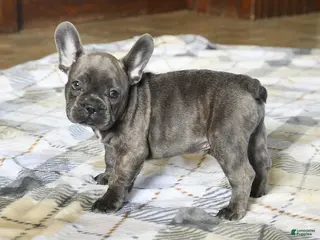 French Bulldog dogs for sale: Cuddles - Ad 2