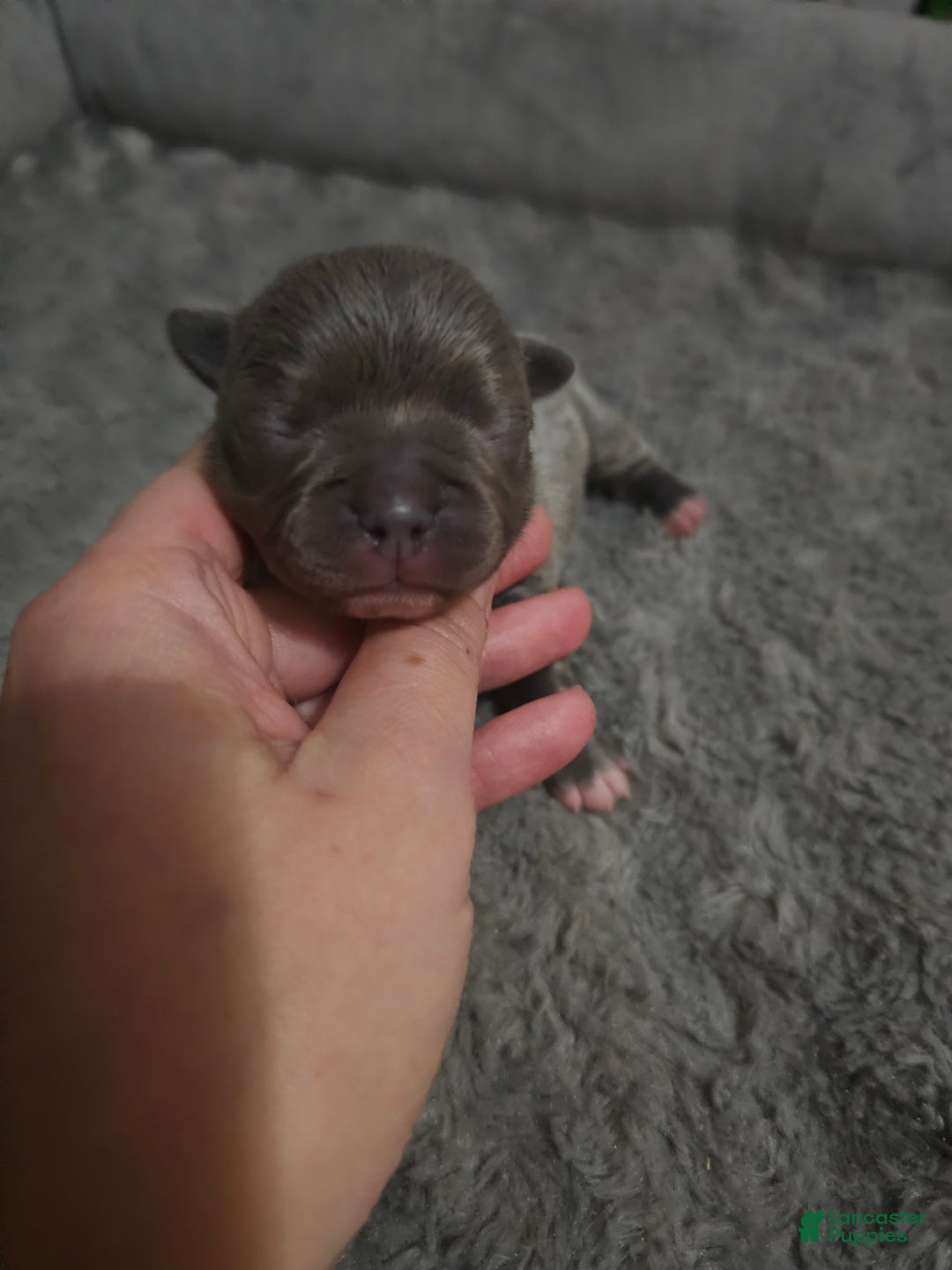 Mixed Breed dogs for sale: Mixed Breed Puppy 3 - Ad 1