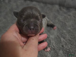 Mixed Breed dogs Mixed Breed Puppy 3 - Ad 10