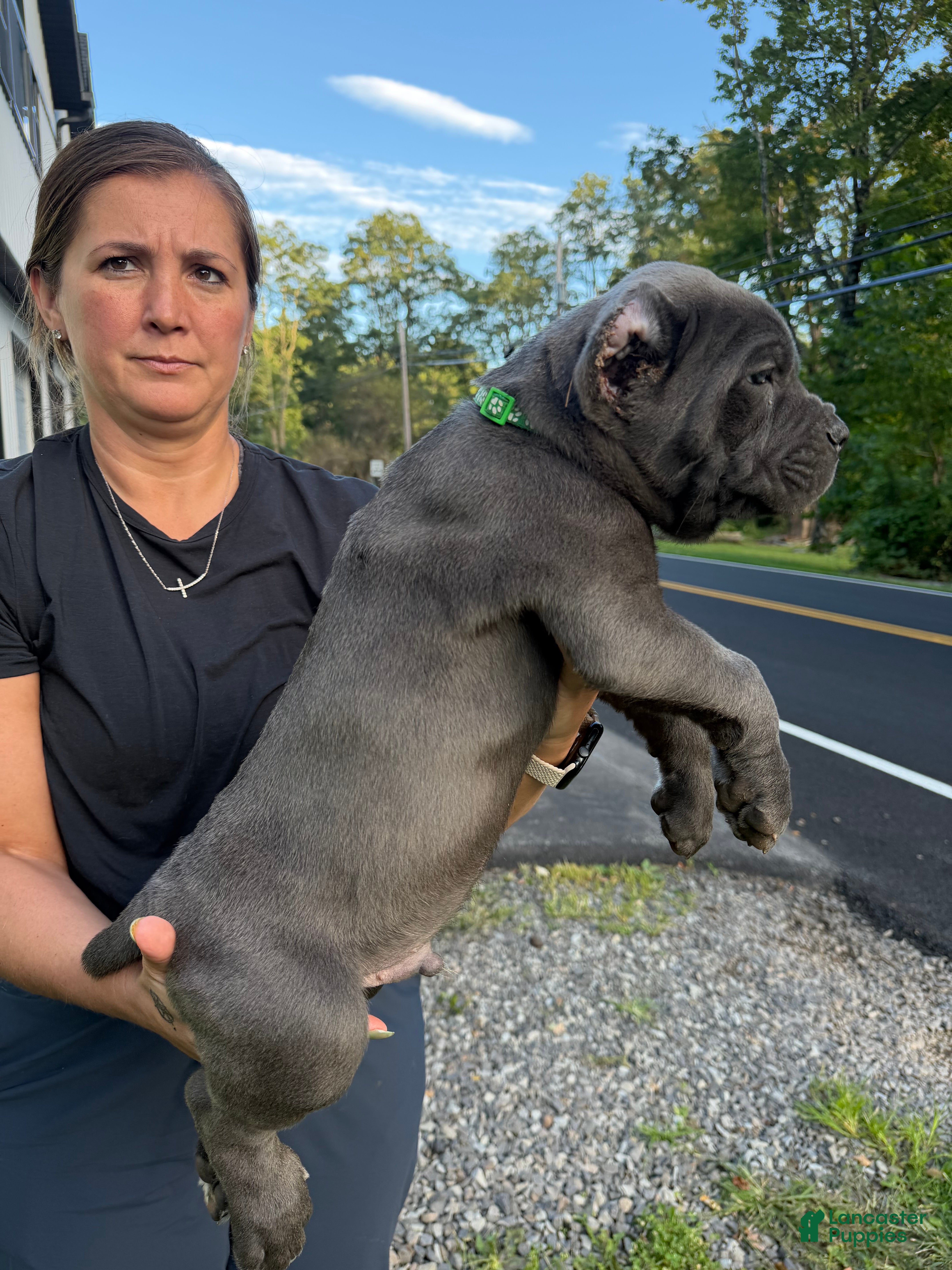 Cane Corso dogs Green Collar - Bugsy - Ad 2