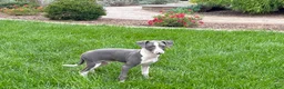 Italian Greyhound dogs for sale: Connor  - Ad 13