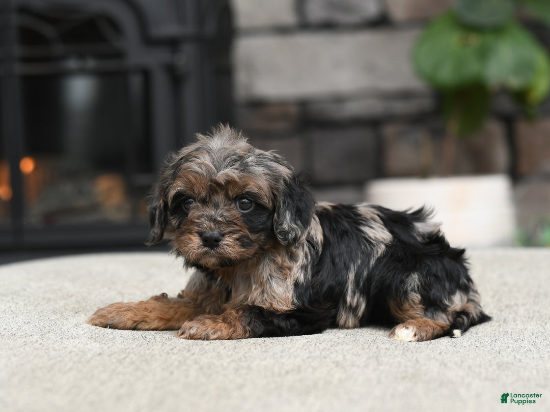 Cavapoo dogs for sale: Dixie - Ad 3
