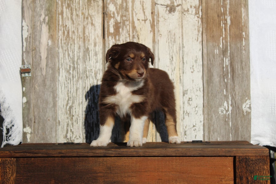 Australian Cattle Dog dogs Caramel - Ad 2