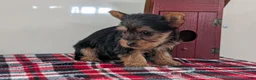 Yorkshire Terrier dogs for sale: Dahlia  - Ad 8