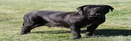 Neapolitan Mastiff dogs for sale: Neapolitan Mastiff Puppy 1 - Ad 21