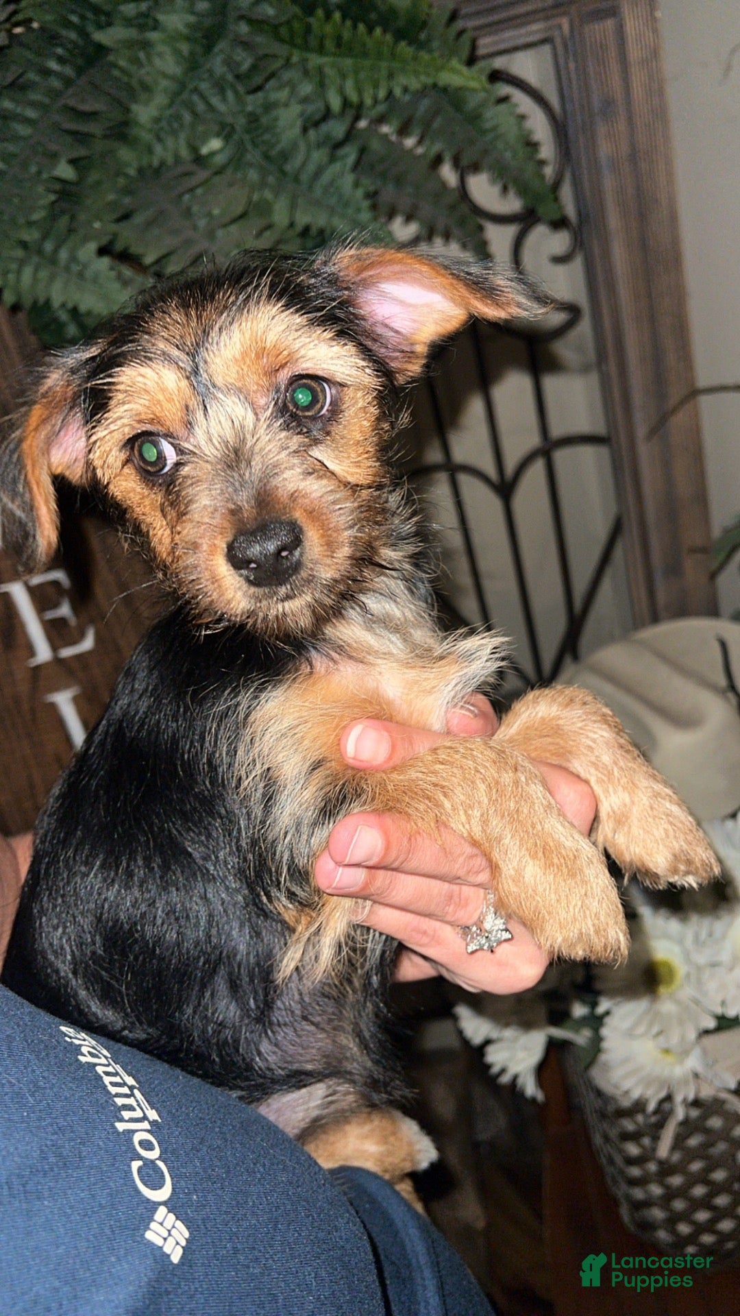 Mixed Breed dogs Mixed Breed 1 - Ad 31