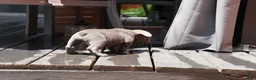 French Bulldog dogs for sale: Bentley Blue - Ad 11