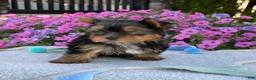 Yorkshire Terrier dogs for sale: Indie - Ad 4