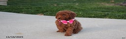 Toy Poodle dogs for sale: Pearl - Ad 4