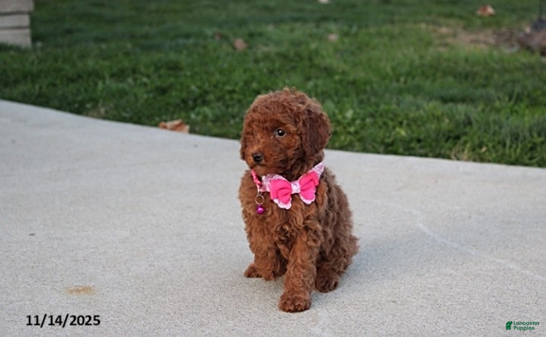 Toy Poodle dogs for sale: Pearl - Ad 4