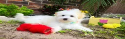 Maltipoo dogs for sale: Snow White - Ad 23