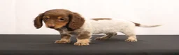 Dachshund dogs for sale: Ricky - Ad 12