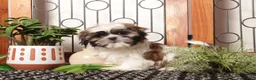 Shih Tzu dogs for sale: Drew ACA ShihTzu - Ad 3