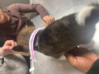 Akita dogs Akita Puppy 5 - Ad 31