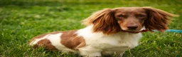 Miniature Dachshund dogs for sale: Cassidy Miniature Dachshund  - Ad 11