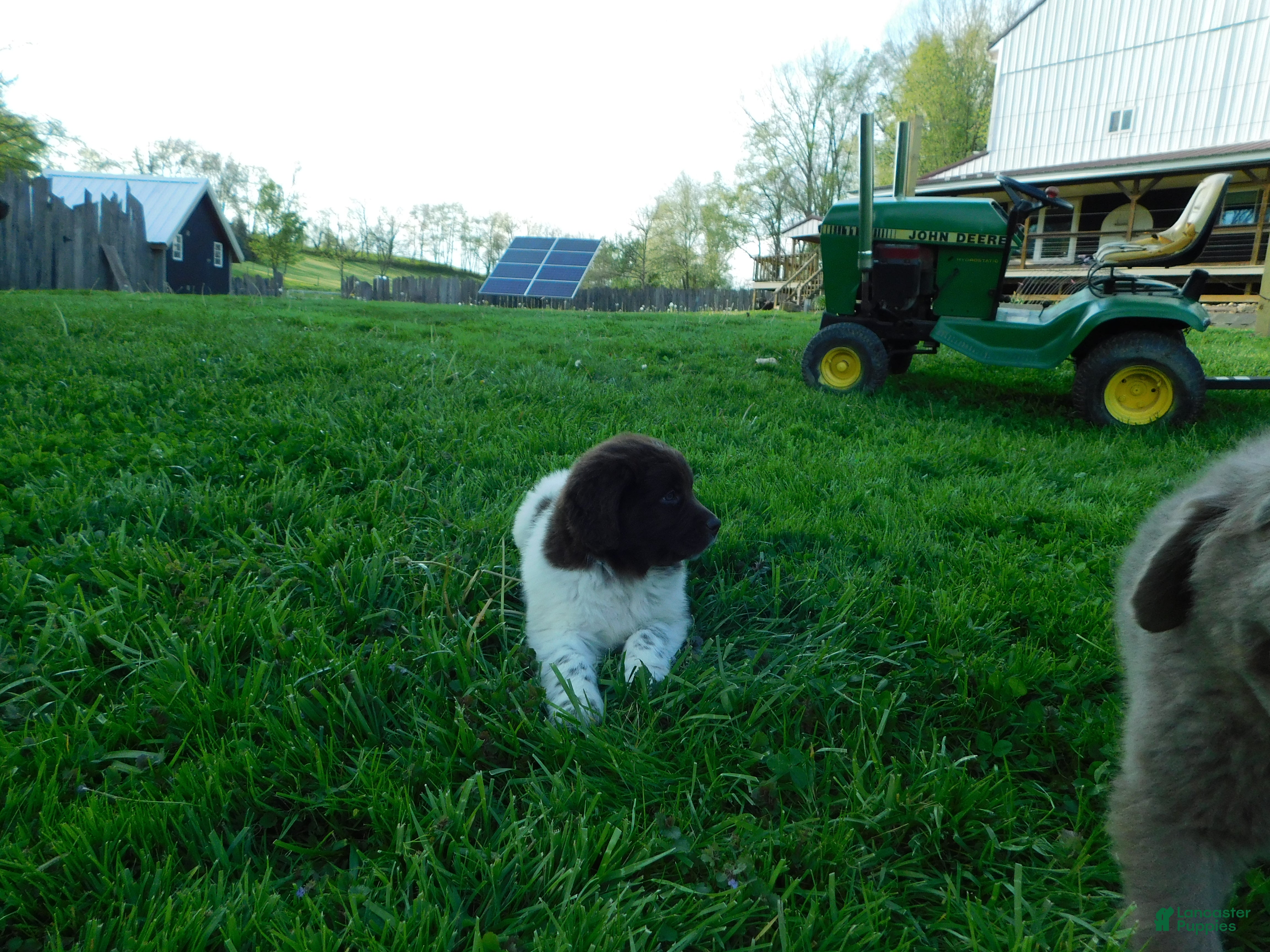 Newfoundland dogs Luna - Ad 2