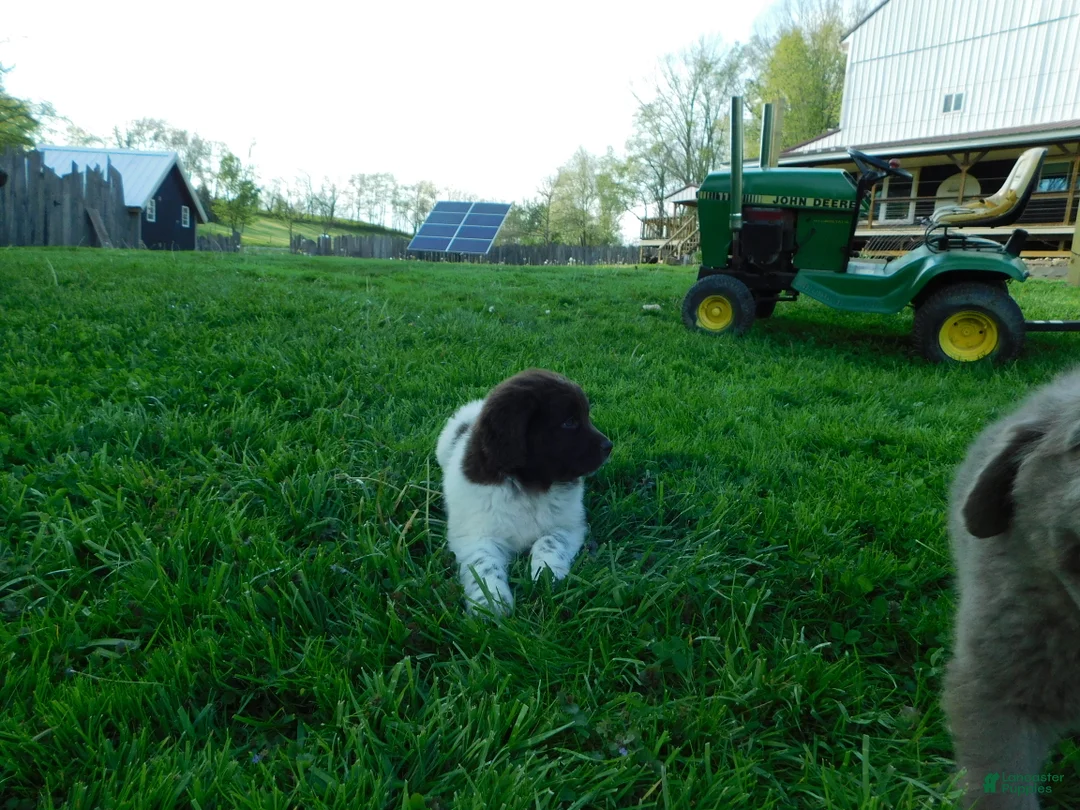 Newfoundland dogs for sale: Luna - Ad 2