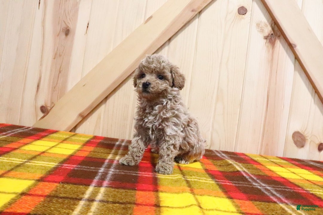 Bichpoo dogs for sale: Gary - Ad 4