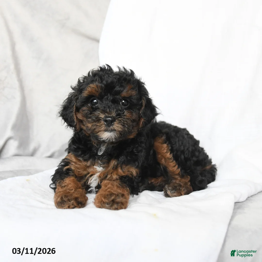Bichpoo dogs for sale: Daisy - Ad 2