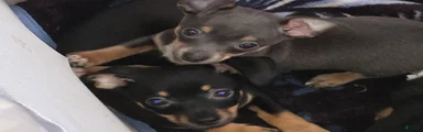 Chiweenie Puppy 1