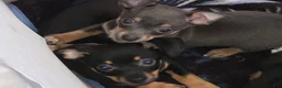 Chiweenie dogs for sale: Chiweenie Puppy 1 - Ad 1