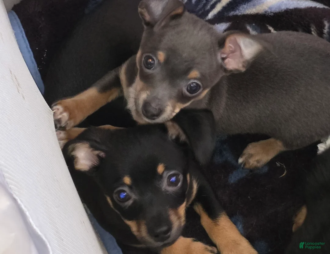 Chiweenie dogs for sale: Chiweenie Puppy 1 - Ad 1