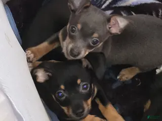 Chiweenie dogs for sale: Chiweenie Puppy 1 - Ad 1