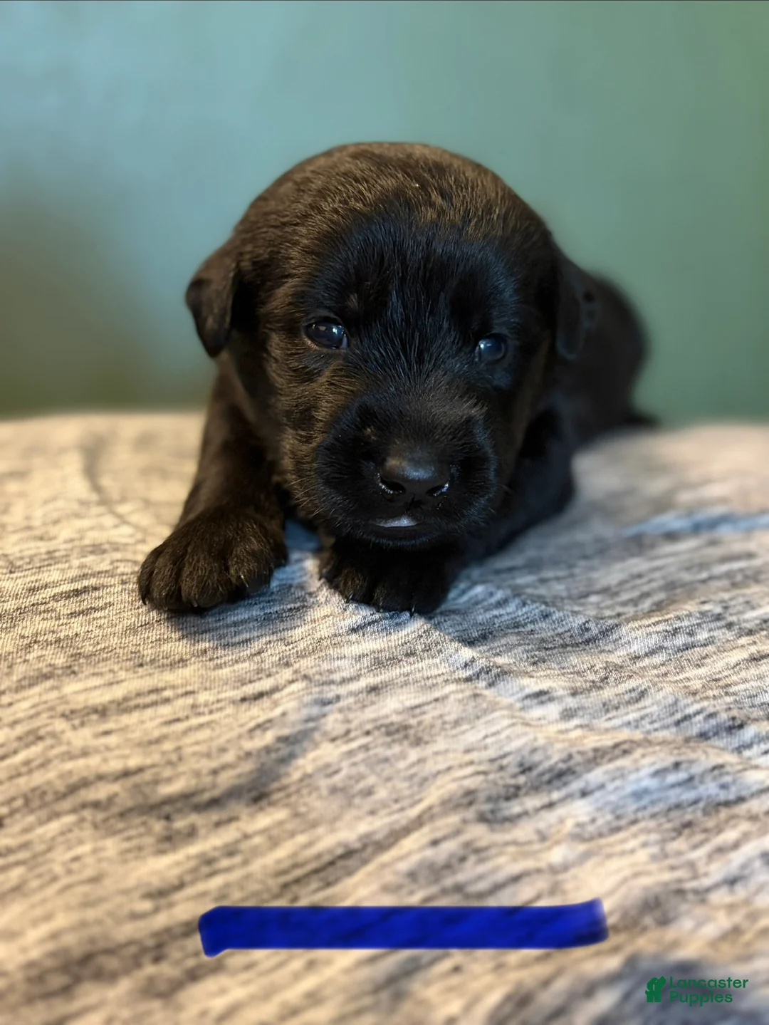 Mixed Breed dogs for sale: Belgian x Giant Schnauzer mix 2 blue collar  - Ad 2