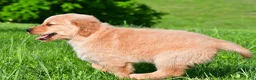 Golden Retriever dogs for sale: Theo - Ad 7
