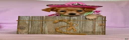 Chiweenie dogs for sale: Lil Red - Ad 4