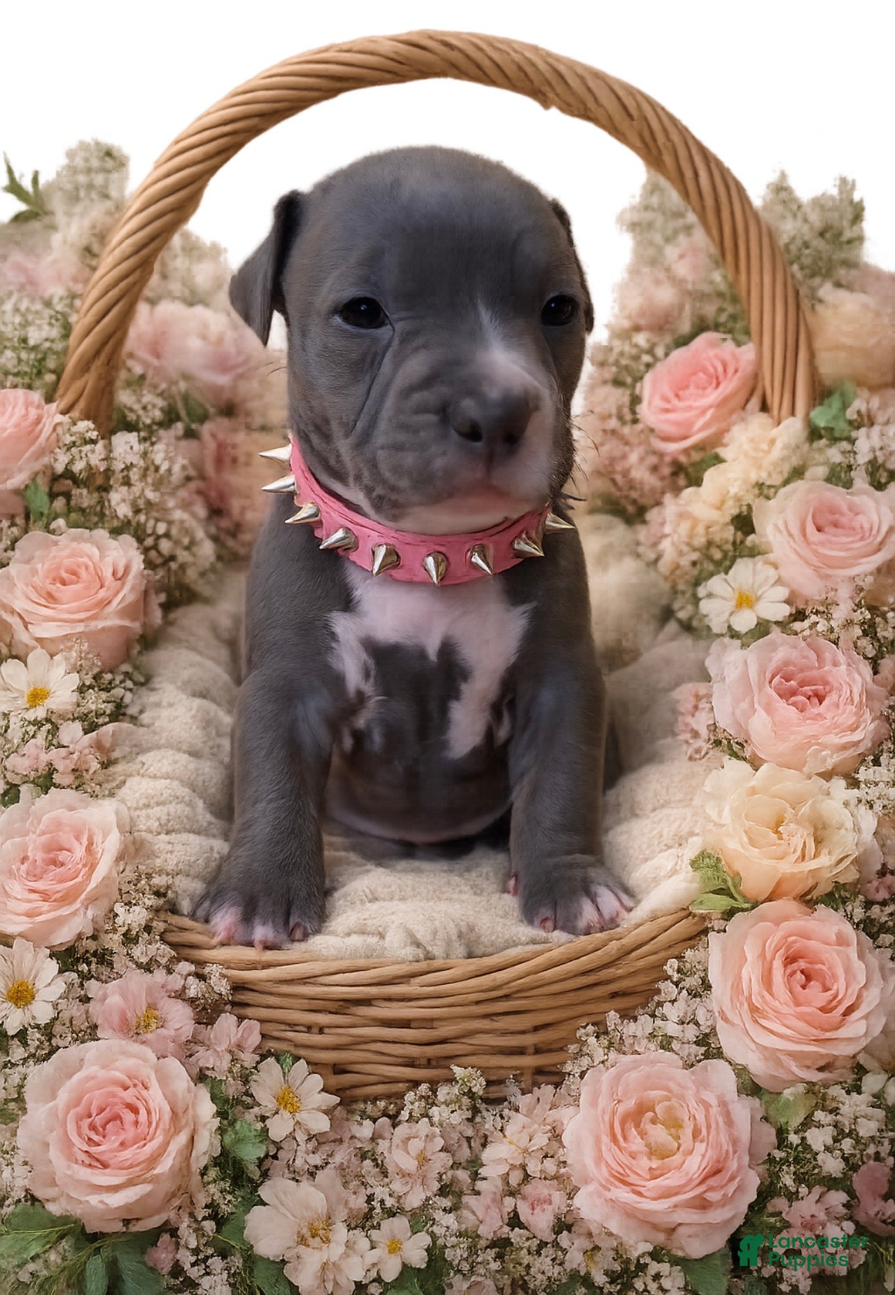 American Pit Bull Terrier dogs Brooklyn - Ad 34