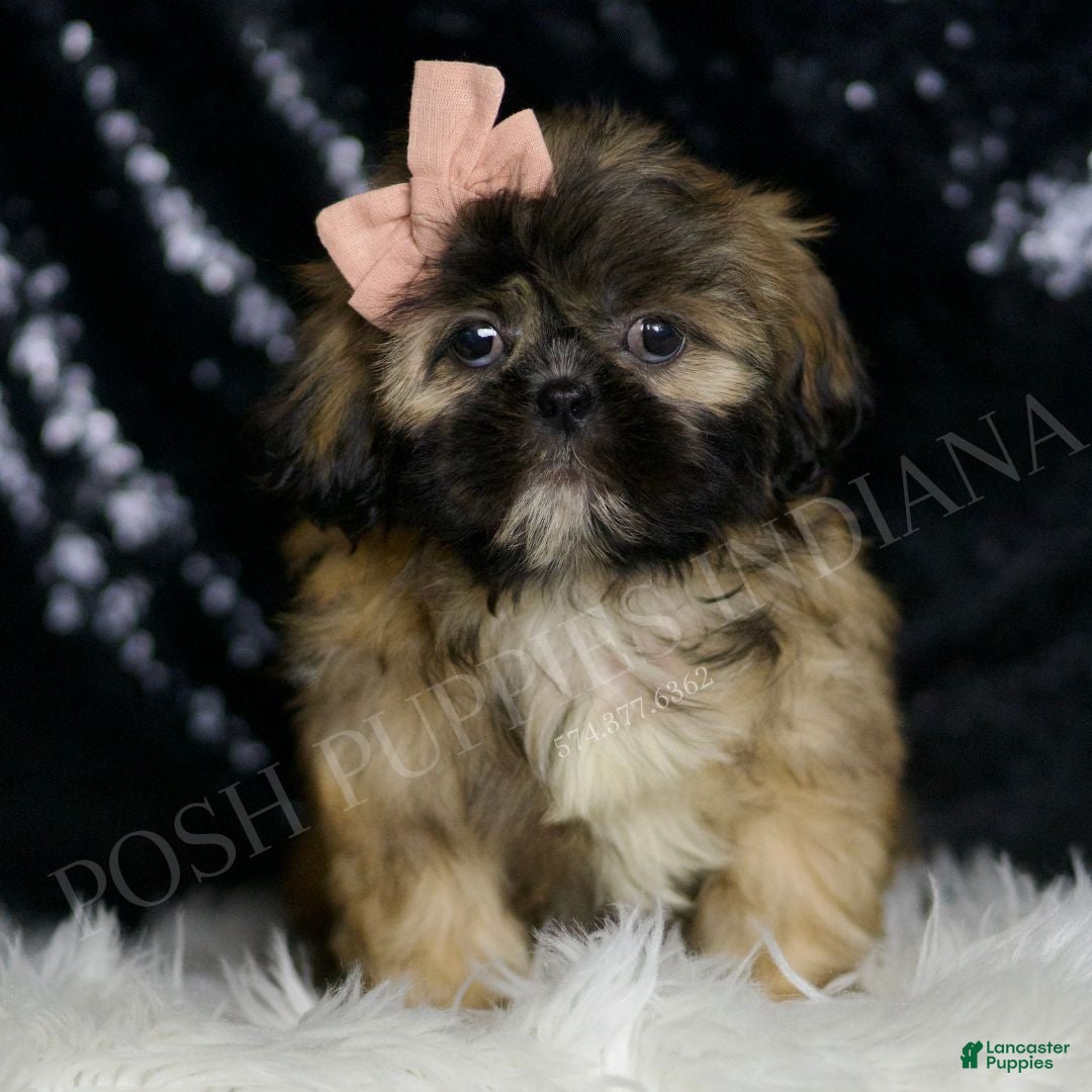 Shih Tzu litter of puppies for sale in Warsaw Lancaster Puppies - Main Image