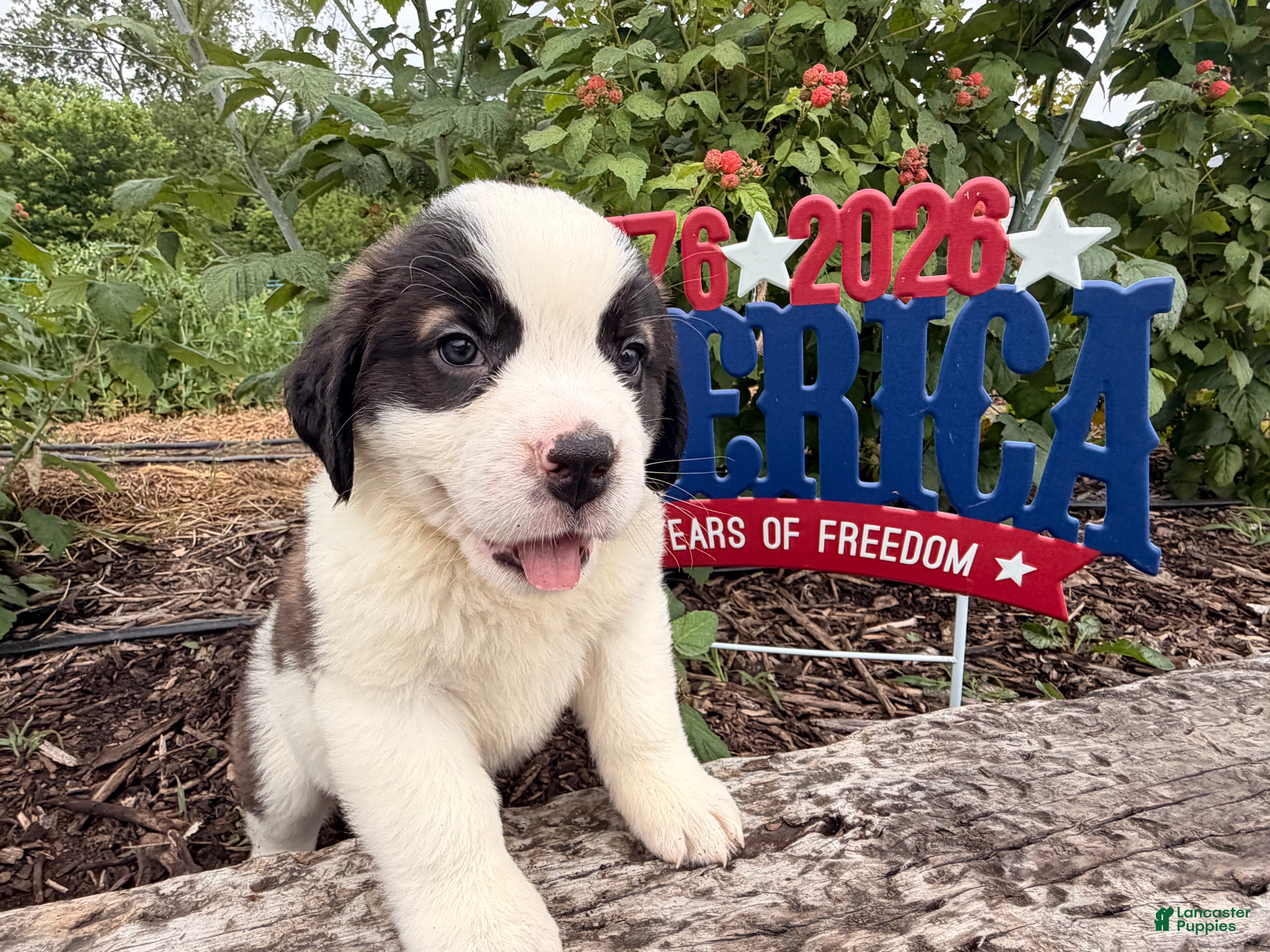 Saint Bernard dogs Betsy  - Ad 1