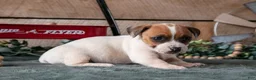 Jack Russell Terrier dogs for sale: Petal - Ad 3