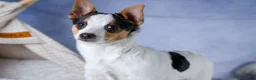 Toy Fox Terrier dogs for sale: Theo  - Ad 9