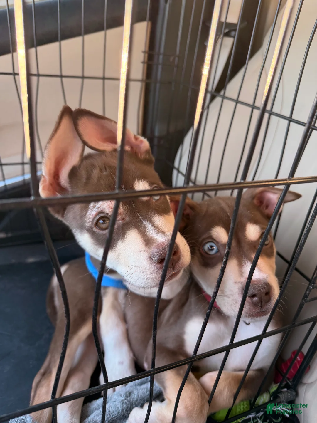 Mixed Breed dogs for sale: Mixed Breed Puppy 1 - Ad 1