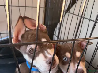 Mixed Breed dogs Mixed Breed Puppy 1 - Ad 8