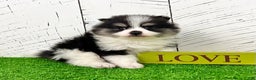 Pomeranian dogs for sale: Tucker - Ad 6