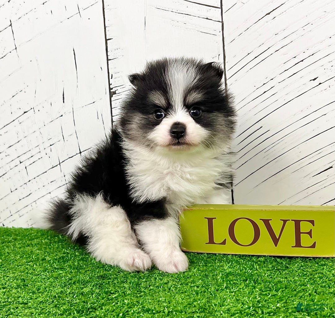 Pomeranian dogs for sale: Tucker - Ad 6