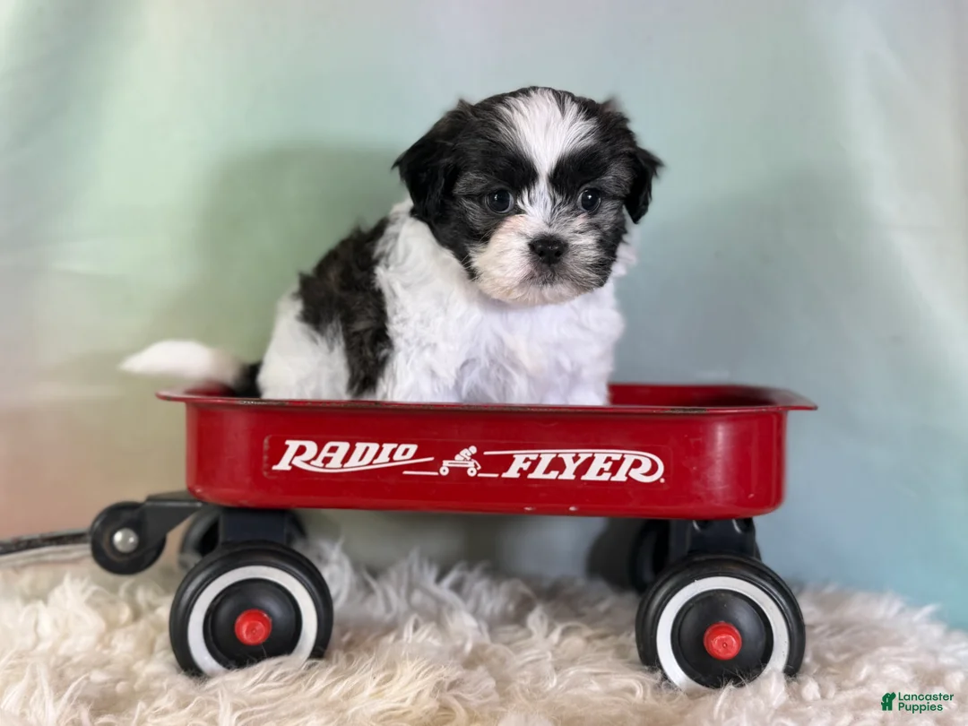 Teddy Bear dogs for sale: Flower - Ad 1