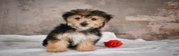 Yochon dogs for sale: ACE - Ad 6