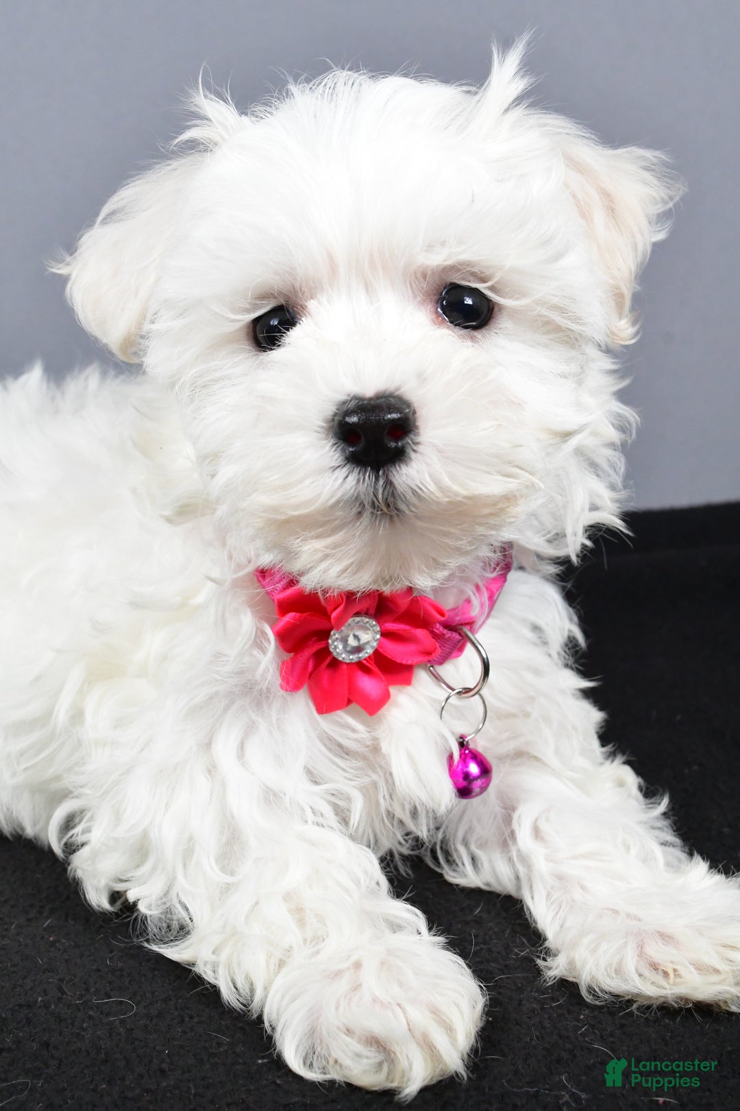 Maltipoo dogs for sale: Lexi - Ad 4