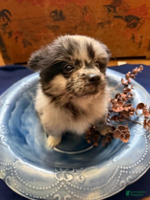 Pomeranian dogs Pomeranian 3 Kane - Ad 29